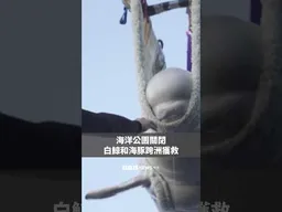 海洋公園關閉 白鯨和海豚跨洲獲救－ BBC News 中文